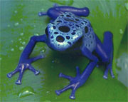 azureus