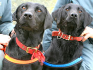 mpaa dogs lucky flo