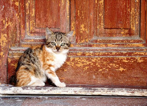 doorcat