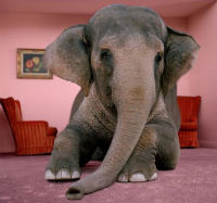 elephant
