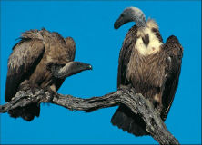 vulture